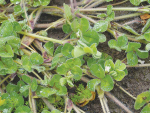 Autumn sub clover control sets up pasture for spring