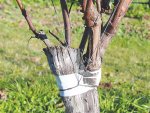 The original Pinot Noir vines were around 12 years old, and were top grafted to Sauvignon Blanc in October 2015. The growth since is phenomenal.