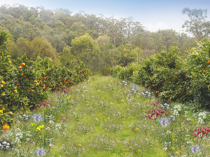 A project in Gisborne is exploring an organic method of dealing with pests on citrus orchards by understorey planting of flowers to attract beneficial insects.