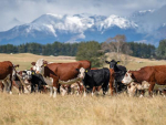 The across-breed Progeny Test builds on data gathered from the original Beef Progeny Test (2014-2020).