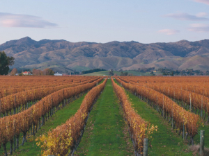 With approximately 60 million vines in Marlborough, concerns are rising that there isn’t the workforce available to prune them.  