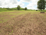 Cutworm Risk High for Spring-Sown Crops This Year