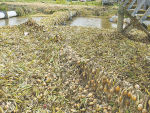 Onions are among the debris in and around Karamu Stream, near Whakatu a rural community in Hastings. Photographer Mark Sudfelt, owner of Peak Video, Hawke’s Bay took the photo after Cyclone Gabrielle ripped through the region. The onions came from a large field several hundred metres upstream. Photo: Mark Sudfelt.