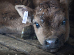 Meat processors are bracing for a jump in calves arriving from dairy farms later this year.