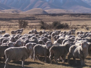 Swanndri and NZ Merino join forces