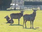 TB is still a problem in pockets of the country with deer and cattle affected.