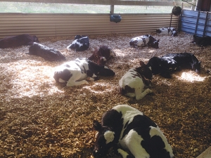 A pen of calves resting and recovering after disbudding. The combination of a sedative, local anaesthetic and an anti-inflammatory minimises the pain and stress associated with the procedure.