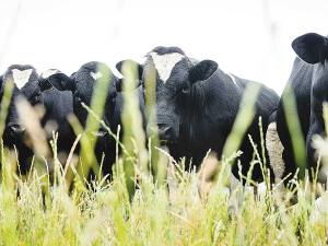 The changes are part of the third stage of updates to New Zealand Animal Evaluation Limited (NZAEL), the genetic evaluation system which helps farmers make better breeding decisions for their herds.