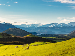 One of the largest freehold high country stations in Wanaka is now for sale.