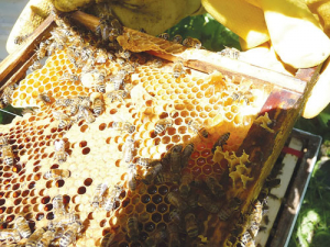 Beekeeping in New Zealand has been successful and the industry has grown enormously.