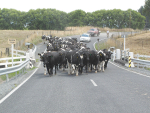 Moving Day - June 1- is the busiest time of the year for livestock movements.