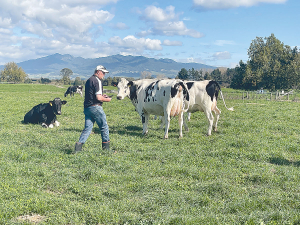 Trained Inspector Tony O&#039;Connor classifies the Waipiri Holstein herd in 2021.