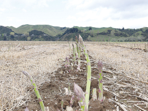 Asparagus can grow just as well on the free draining and fertile soils at Mangaweka as it can where it is traditionally grown on sand country.