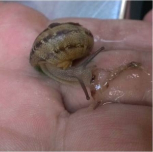 Oh no! Un Escargot!