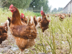 John Greene believes his hens are much happier than those kept on pasture.