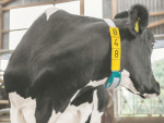 CowScout interprets a cow’s movement via a collar around the neck.