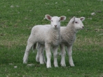Lamb wool has been the ‘rock star’ this season.