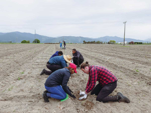 A team from BRI plant the rootstock trial block.