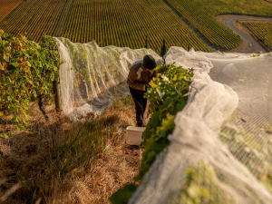 Bilancia harvest. Photo Credit: Richard Brimer