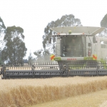 Despite the dry, harvests have been good around the country.