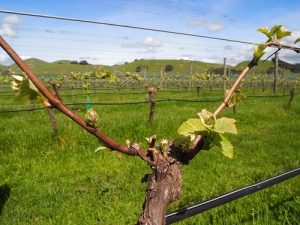 Spring growth such as this can be decimated by strong winds and frost, making life tough for Wairarapa growers.