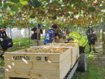 The 2019 kiwifruit harvest has begun and it looks like being a bumper one.