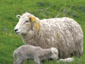 Chronic Non-Progressive Pneumonia (CNP) is the most common form of pneumonia in lambs.
