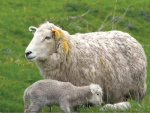 How to prevent pneumonia in lambs at weaning
