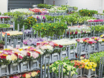 Because flowers were classified as a nonessential item during Alert Level Four, many growers and retailers were unable to trade.