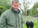 Cattle pave way to better lambs