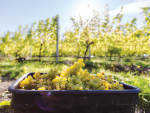 NZW sets 2025–26 wine and grape levy rates