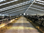The barn allows cows to rest and avoid the stress on paddocks that occurs when cows hit the pasture hungry.