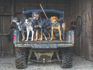 Farm working dog is an amazing investment for a farmer - costing $500 to $1,000 but over a ten-year period it produces about $40,000 worth of labour. Photo Credit: Pam Stephen Photography.