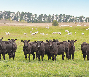 Red meat farmers want the Government to consider alternatives to emissions pricing.