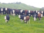 Dairy beef calves sired by proven beef bulls are worth more than a dairy calf.