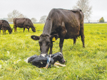 Sexed and dairy beef semen can both play a part in minimising waste and maximising profit.