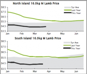 LAMB | North Island lamb kill halves in 2 weeks