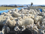 Sheep farmers have had better lambing than expected this year.