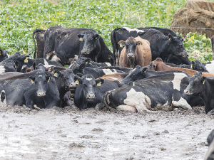 Images like this of cattle in mud has sparked the winter grazing campaign.