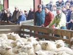 Progressive Livestock auctioneers run the surplus stock and plant auction at Telford following the takeover of the training operation by North Island-based Taratahi Agricultural Training Centre. A crowd estimated at close to 400, including 280 registered bidders, turned out for the auction. 