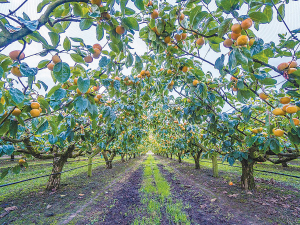 Persimmon Industry Council manager Ian Turk says it&#039;s a relatively new fruit and the domestic market has been growing. About half of persimmons grown in NZ - 1300 tonnes - are exported.