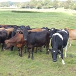 Make most of the rain- DairyNZ
