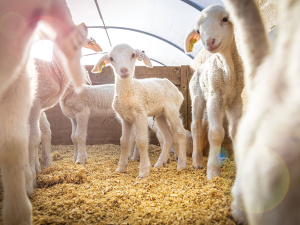 Maui Milk targets 500 litre ewe production by 2030 as leadership transitions
