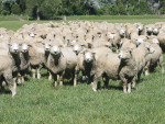 AgResearch claims that low methane sheep provide farmers with a practical tool to help them lower emissions from their flocks.