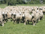 If farmers can keep ewes in good condition the battle is essentially won.