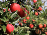 While China remains the largest market for NZ apples, other markets, like Vietnam, are steadily rising.