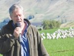 Can lambs beat cash crops?