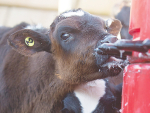Ensure that all calves are always cared for, including in the paddock and on their way to the calf sheds.