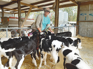 Ellen Sands checks Holstein Friesian heifer calves on her family’s farm.
