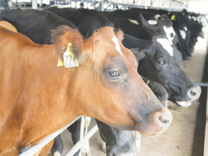 MPI has searched three locations as part of an investigation associated with the Mycoplasma bovis response.